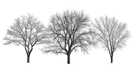 Three bare trees on a transparent background