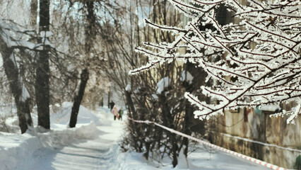 snow covered trees