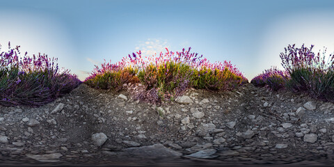 Obraz premium Lavender panorama sunset shows rows of purple flowers blooming on rocky soil under a clear blue sky in a wide field