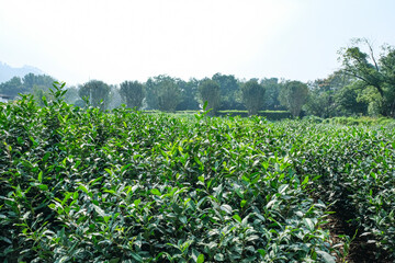 杭州の西湖の畔に広がる龍井茶の茶畑