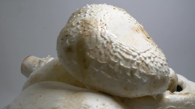Fresh mushrooms rotate slowly on a white plate in a studio, showcasing their smooth caps and natural textures from a close-up perspective.