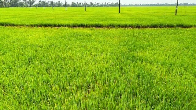 Areal short of Paddy Field Kuttanad Taluk, Alappuzha, Kerala Rice cultivation in Kuttanad ,alappy