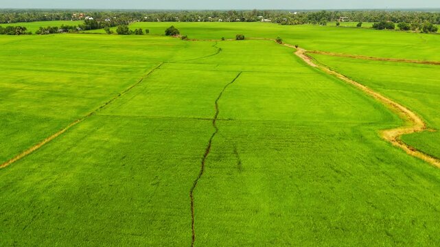Areal short of Paddy Fields, Kuttanad Taluk, Alappuzha, Kerala Rice cultivation in Kuttanad ,alappy