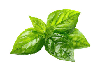Fototapeta premium Fresh green basil leaves isolated on transparent background. Fresh green basil leaves bunch healthy herb ingredient isolated on white background.