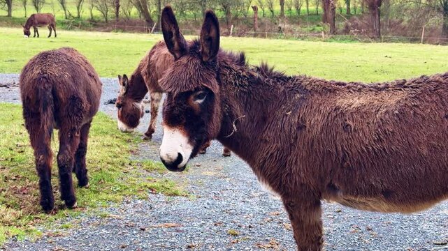 Static close up view of donkey Equus asinus standing on a gravel path while other donkeys graze in a rural pasture, calm behavior, and a natural farm environment in soft daylight.
