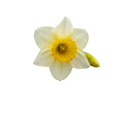 Fototapeta premium Daffodil flower on black background