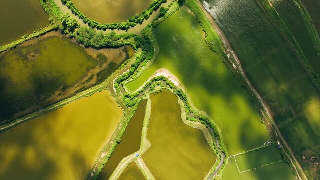 Drone glides forward above green and yellow fishponds in Pangasinan Philippines
