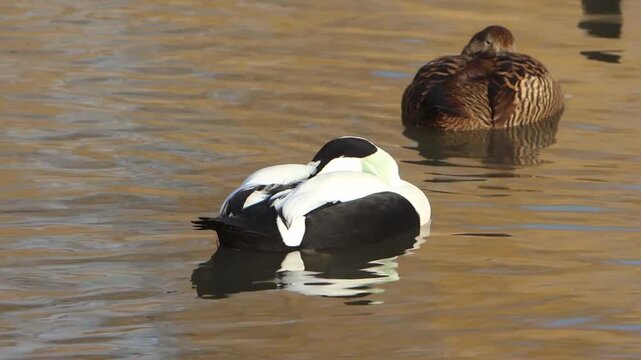 A pair of Eider Ducks sleeping on a lake. Winter. UK