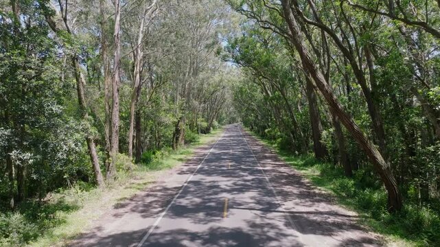 Drone forward flight along tree tunnel road on RS-040 in Cidreira, Brazil. Captured in D-Log with 10-bit color using a Hasselblad sensor.