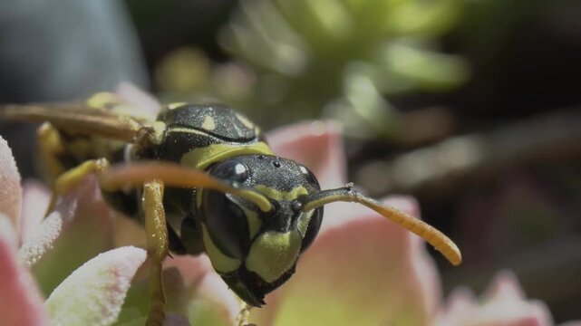 Extreme macro close-up of a wasp head moving antennae on a pink succulent plant. Detailed insect eyes and biology captured with a probe lens in nature.