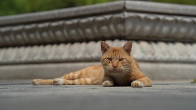 Orange Cat Lying Down on the Cement