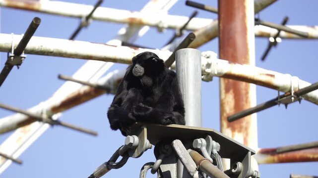Siamang monkey sitting still on the structures
