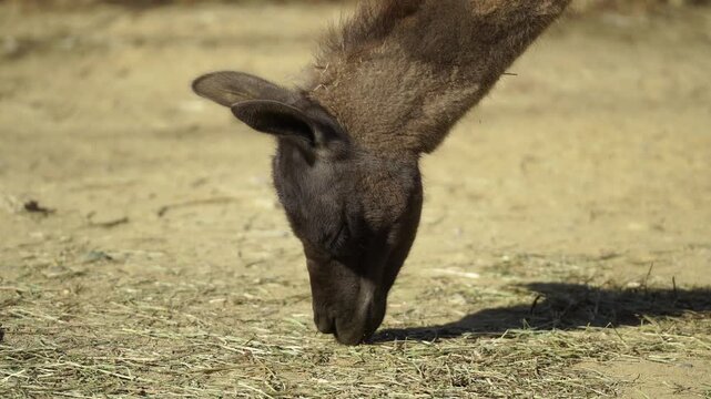 Dark Brown Llama eating off of the ground