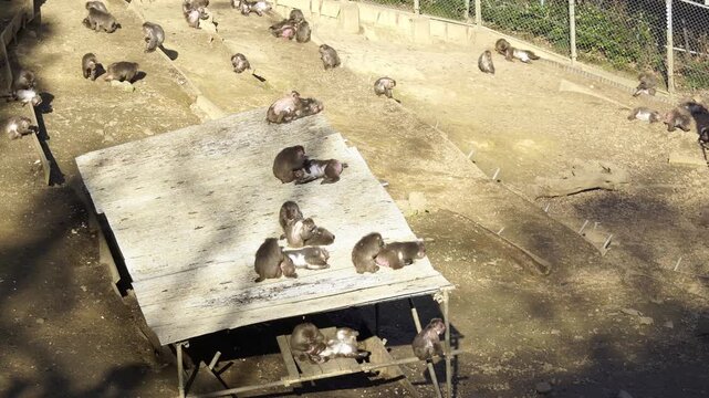 An Entire Group of Japanese Snow Monkies
