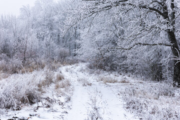 Winter Landscape with Ice Covered Trees, Frozen Forest After Severe Frost, Cold Weather Nature Background