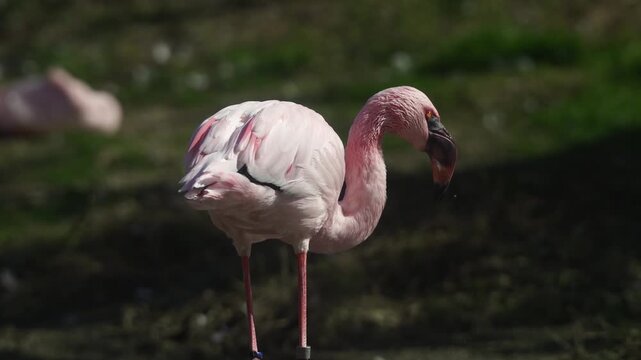 Flamingo lifts its head up and looks back