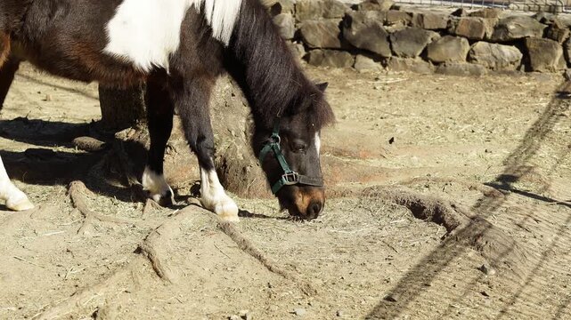 Pony Seraching for Grasses to Eat