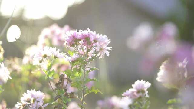 Dreamy Close Up Shot of Japanese Chrysanthemums