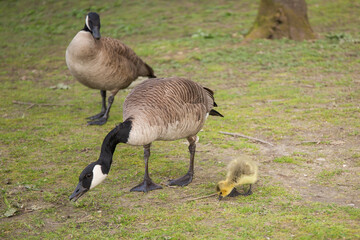 芝生で食事をするカナダガンの親子