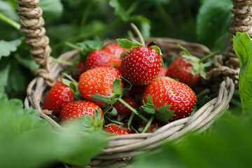 A basket full of ripe red strawberries © Amjianto