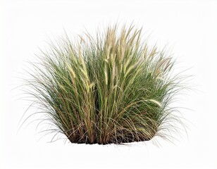 Lush green ornamental grass with feathery seed heads on white background fountain grass