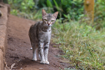 Naklejka premium Beautiful domestic tabby cat standing on the ground looking at camera