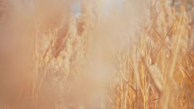 Autumn Reeds and Dried Grass Swaying in Wind