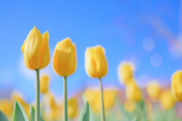 Fototapeta premium Yellow Tulip Buds Against Blue Sky