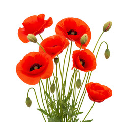 Obraz premium Vibrant orange poppies in full bloom