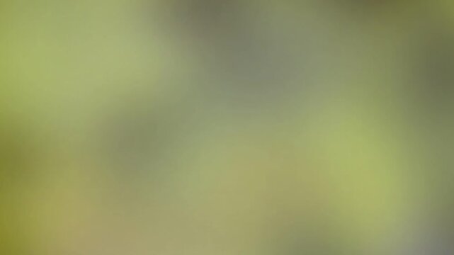 Abstract blurry light green and gray background with a soft natural texture, perfect for digital art projects and creative design