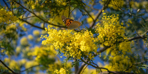 Le mimosa de l'&icirc;le de Noirmoutier