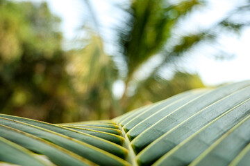 Close-up macro view of vibrant fresh green palm leaf veins against a bright sunny tropical jungle bokeh background, highlighting natural texture.