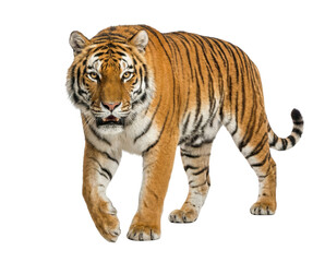 Obraz premium Siberian tiger walking forward, full body, orange and black stripes, powerful predator, isolated on white