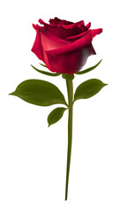 A single beautiful long stem red rose with green leaves. © Kay