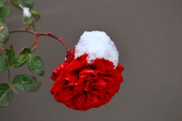雪の重みで俯く赤いバラ