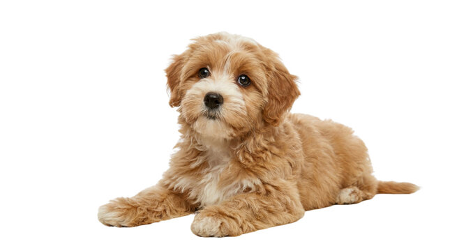 Cute fluffy goldendoodle puppy lying down, looking at camera, isolated on white