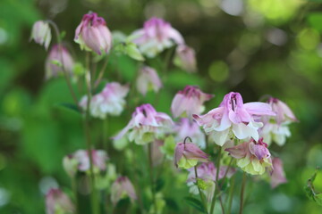 Obraz premium Pink and white aquilegia or columbine flowers 