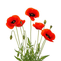 Obraz premium A cluster of vibrant red poppies standing tall with green stems and leaves