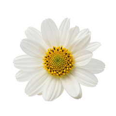A single white and yellow daisy flower with a green stem and leaves