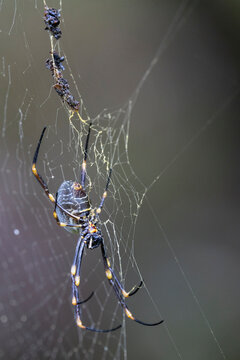 Female Golden Orb Weaving spider on her web