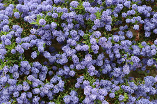 Close up of ceanothus or California lilac flowers