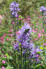 Fototapeta premium Blue camassia flowers in a spring garden