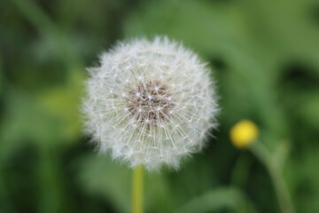 Close up of a dandelion seed head