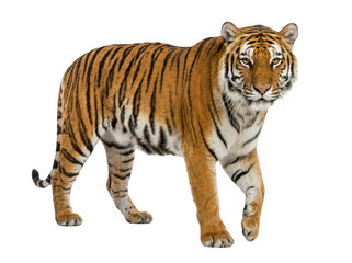 Fototapeta premium Siberian tiger walking, full body, orange and black stripes, powerful big cat, isolated on white
