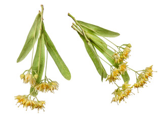 Linden tree flowers on branch with leaves isolated on white background, herbal medicine, close-up