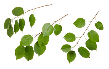 Fresh green tree leaves with branch set isolated on white background, close-up