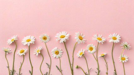 Fototapeta premium Daisy flowers positioned at lower portion of blush pink backdrop with varying heights creating natural organic composition