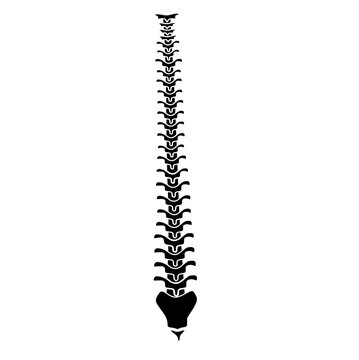 silhouette of the spine and tailbone skeleton viewed from the front