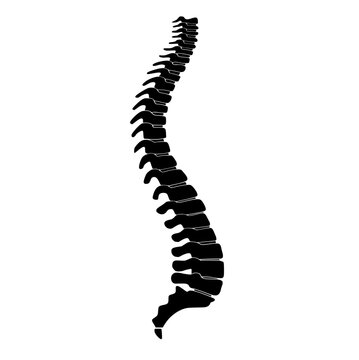 silhouette of the spine and tailbone skeleton viewed from the side