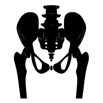 silhouette of the skeleton of the hip bone, tailbone and femur